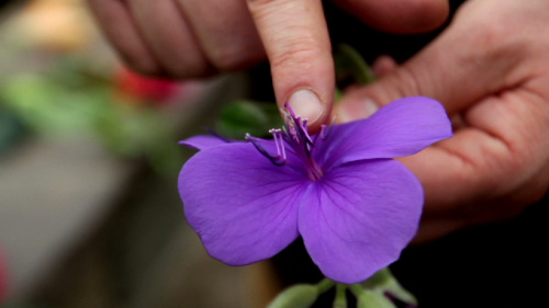 Video Volledige & Onvolledige Bloemen! - Natuurwetenschappen 1ste graad A