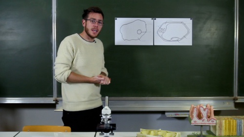 Video Een Dierlijke Cel onder de Lichtmicroscoop! - Biologie 3de graad