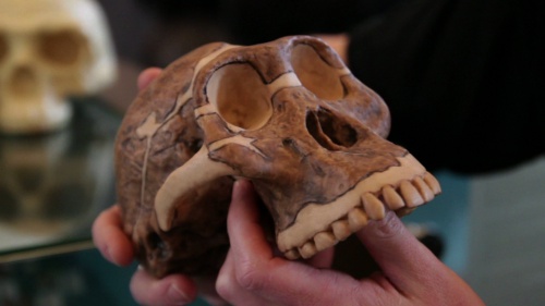 Video Evolutie van de Mens: de Australopithecus Lucy! -  3de graad