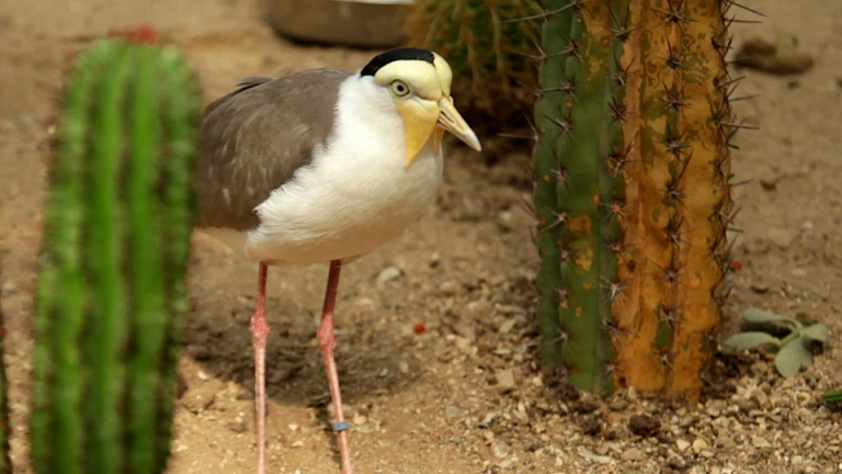 De Bloedsomloop bij Vogels!