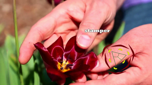 Video Het Bloemdiagram! - Natuurwetenschappen 1ste graad A