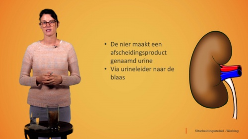 Video Het uitscheidingsstelsel: werking - Personenzorg 2de graad