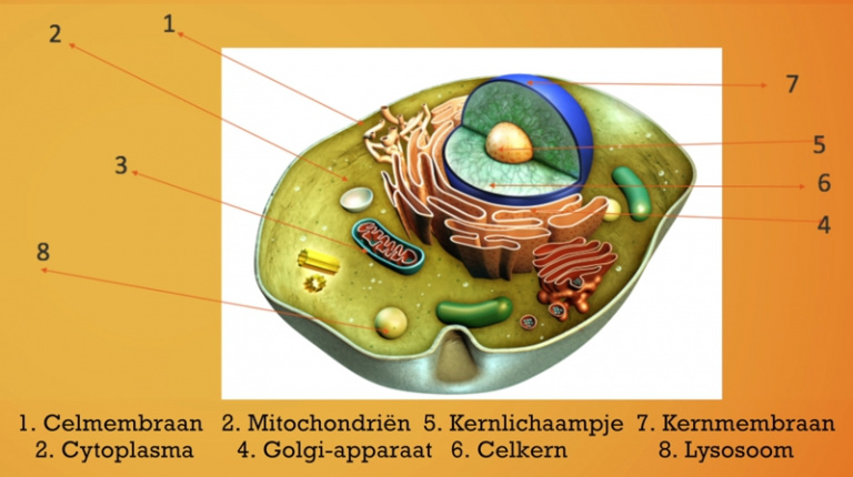 Cellen en weefsels: bouw van een cel en kernlichaam