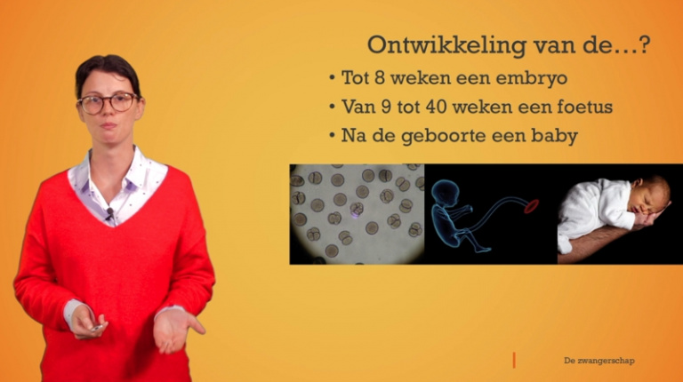 De zwangerschap: embryo en foetus