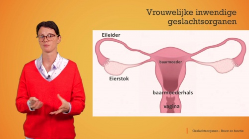 Video De geslachtsorganen: vrouwelijke geslachtskenmerken - Personenzorg 2de graad