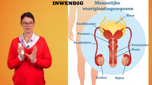 Video De geslachtsorganen: mannelijke geslachtskenmerken - Personenzorg 2de graad