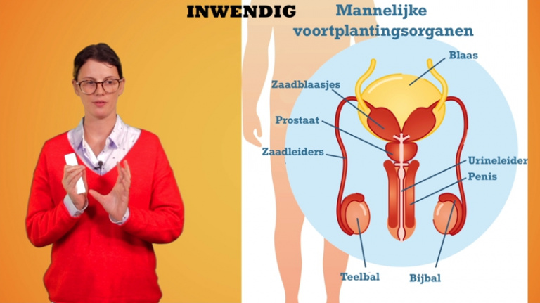 De geslachtsorganen: mannelijke geslachtskenmerken