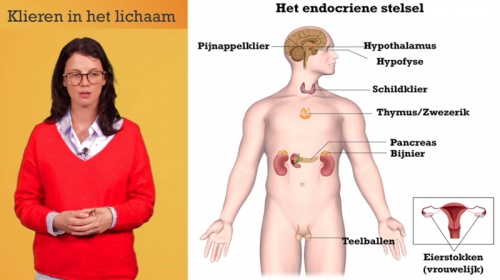 Video Klieren en hormonen: endocriene stelsel -  2de graad