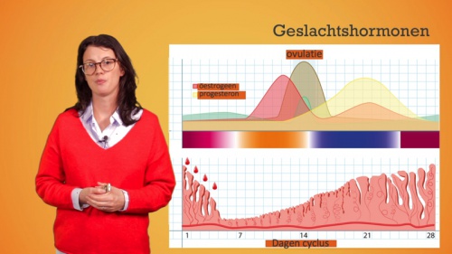 Video Klieren en hormonen: oestrogeen, progesteron en testosteron - Personenzorg 2de graad