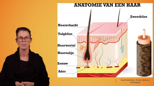 Video Haarverzoring: anatomie, soorten en levenscyclus van een haar - Personenzorg 2de graad