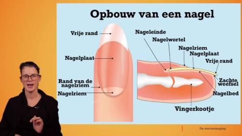 Video Voetverzorging: bouw nagel en dagelijkse verzorging voeten en nagels - Personenzorg 2de graad