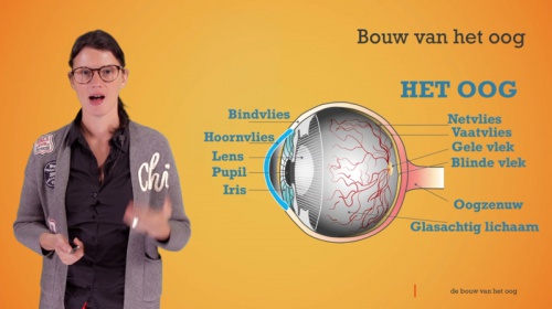 Video Het oog: bouw van het oog -  2de graad