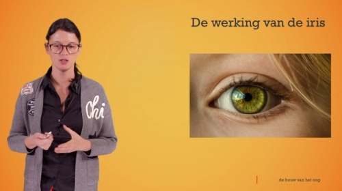 Video Het oog: gele vlek, blinde vlek en iris -  2de graad