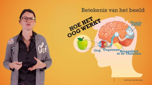 Video Het oog: betekenis van het beeld en beeldvorming - Personenzorg 2de graad