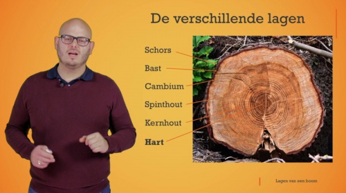 Video De verschillende lagen van een boom -  1ste graad A