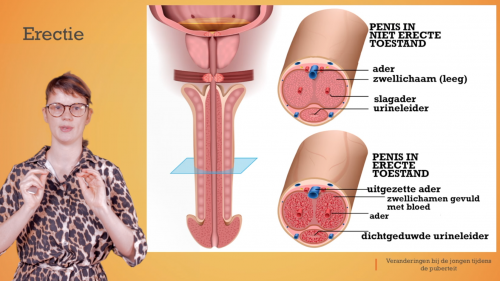 Video Pubertijd jongen: lichamelijke veranderingen + erectie & ejaculatie -  1ste graad A