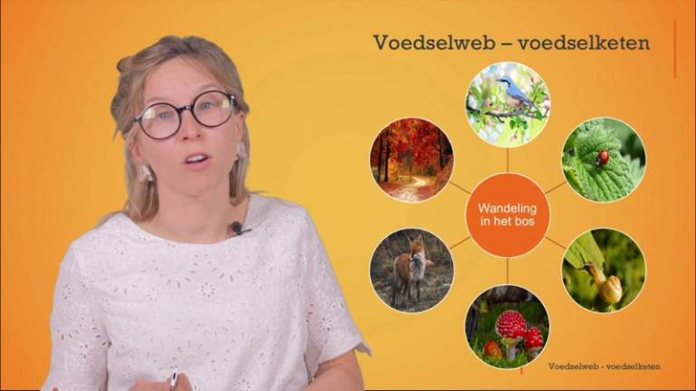 Het opstellen en interpreteren van een voedselketen en een voedselweb.